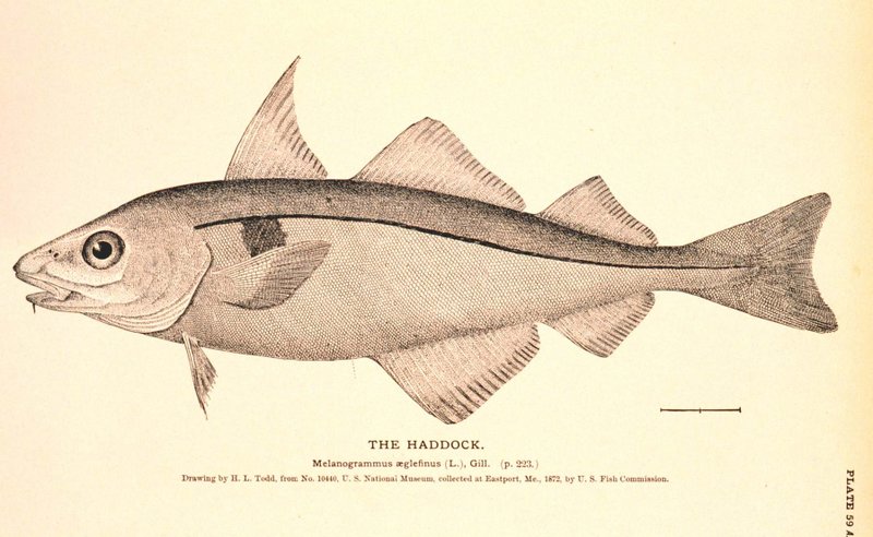 Haddock fish (Melanogrammus Aeglefinus)